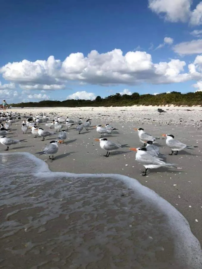 View Coastal 3 Miles From Lägenhet North Naples